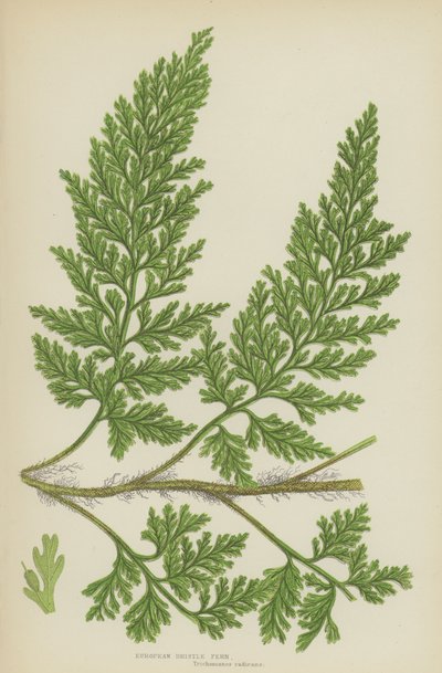 European Bristle Fern (väri litho) tekijältä English School