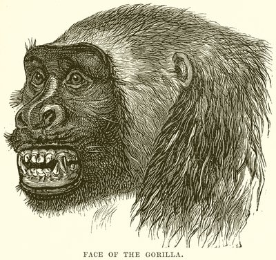 Gorillan kasvot tekijältä English School