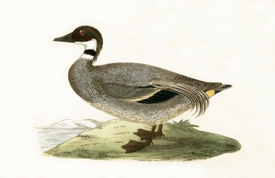 Falcated Teal, kuvitus Charles Robert Breen (1811-86) teoksesta "A History of the Birds of the Birds of the British Islands", julkaistu 1867 tekijältä English School