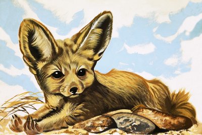 Fennec tekijältä English School