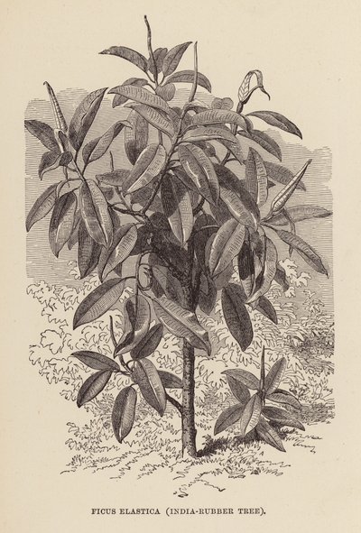 Ficus Elastica, intialainen kumipuu (kaiverrus) tekijältä English School