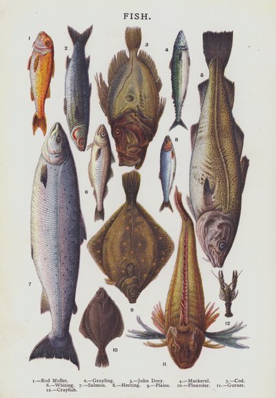 Kala (chromolitho) tekijältä English School