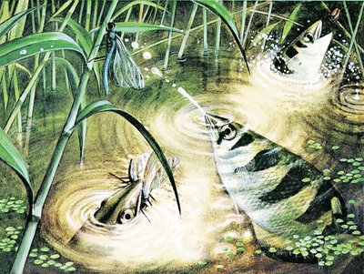 Kala, joka ampuu luoteja – archerfish käyttää vettä ammuksena tekijältä English School