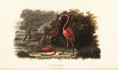Flamingot katsovat hämmästyneenä, kun metsästäjä teurastaa kumppaninsa tekijältä English School