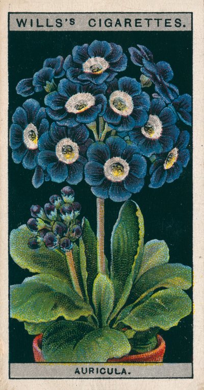 Kukkaviljely ruukuissa: Alppien Auricula (chromolitho) tekijältä English School