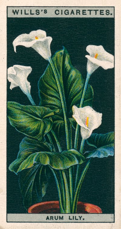 Kukkaviljely ruukuissa: Richardia (chromolitho): Arum Lily tai Richardia (chromolitho) tekijältä English School