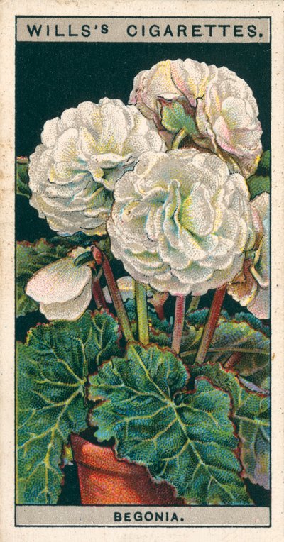 Kukkaviljely ruukuissa: (chromolitho): Kaksinkertainen mukulajuurinen-jalkainen Begonia (chromolitho) tekijältä English School