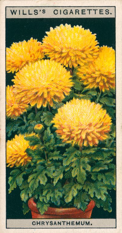 Kukkaviljely ruukuissa: Kääpiö krysanteemi (chromolitho) tekijältä English School