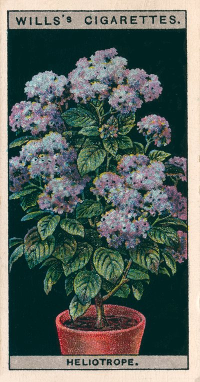 Kukkaviljely ruukuissa: Heliotrope tai Cherry Pie (chromolitho) tekijältä English School