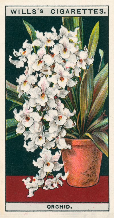 Kukkaviljely ruukuissa: Orchid (chromolitho) tekijältä English School