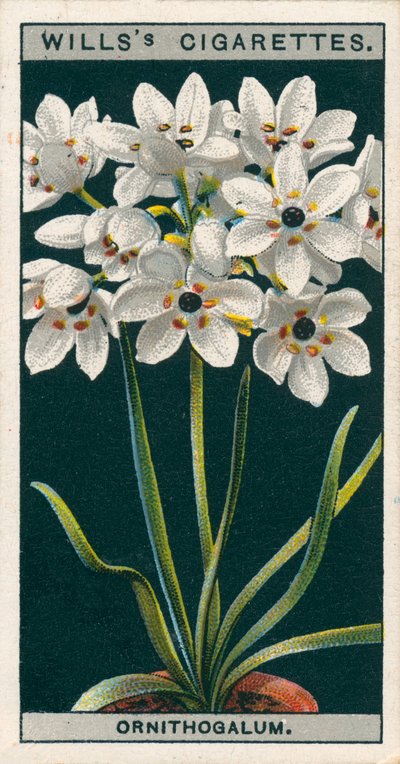 Kukkaviljely ruukuissa: Ornithogalum (chromolitho) tekijältä English School