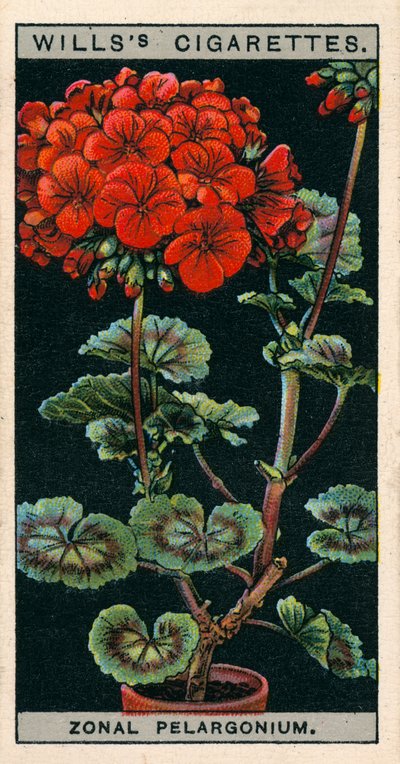 Kukkaviljely ruukuissa: Zonal Pelargonium tai Geranium (chromolitho) tekijältä English School