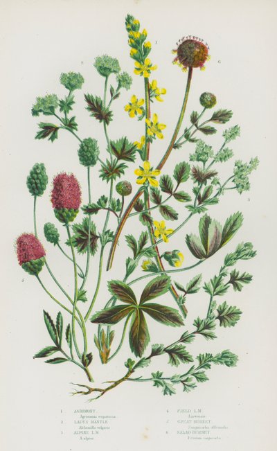 Ison-Britannian kukkivat kasvit: Agrimony, Lady
