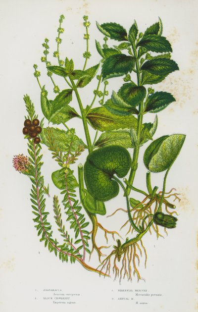 Ison-Britannian kukkivat kasvit: Asarabacca, Black Crowberry, Perennial Mercury, Annual Mercury (väri litho) tekijältä English School