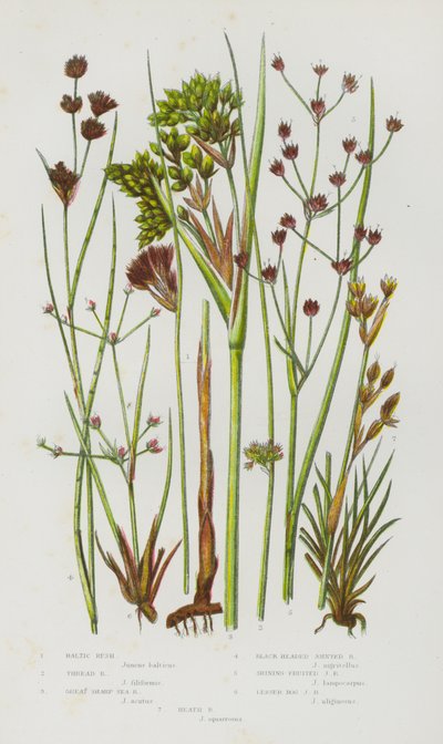 Ison-Britannian kukkivat kasvit: Baltic Rush, Thread Rush, Great Sharp Sea Rush, Black headed Jointed Rush, Shining Fruited Jointed Rush, Lesser Bog Jointed Rush, Heath Rush (väri litho) tekijältä English School