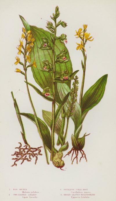 Ison-Britannian kukkivat kasvit: Bog Orchis, Two Leaved Liparis, Spurless Coral Root, Broad Leaved Helleborine (väri litho) tekijältä English School