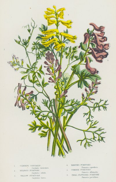 Ison-Britannian kukkivat kasvit: Fumitory (väri litossa): Climbing Corydalis, Bulbous Fumitory, Yellow Fumitory, Ramping Fumitory, Common Fumitory, Small Flowered Fumitory tekijältä English School