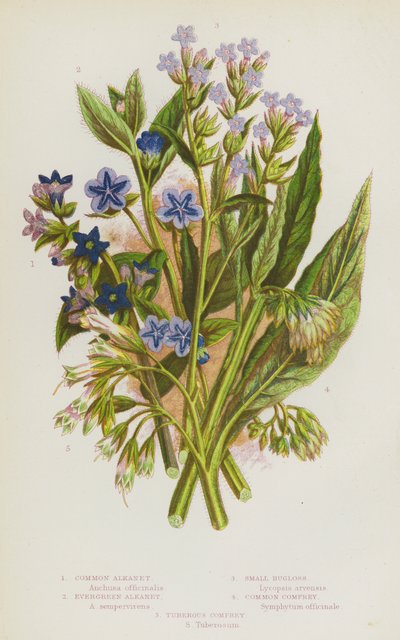 Ison-Britannian kukkivat kasvit: Common Alkanet, Evergreen Alkanet, Small Bugloss, Common Comfrey, Tuberous Comfrey (värilitho) tekijältä English School