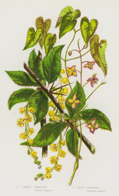 Ison-Britannian kukkivat kasvit: Barberry, Alpine Barrenwort (väri litho) tekijältä English School