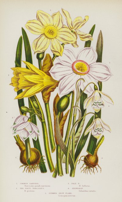 Ison-Britannian kukkivat kasvit: Narsissi, Pale Narcissus, Snowdrop, Summer Snow Flake (väri litossa). tekijältä English School