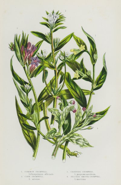 Ison-Britannian kukkivat kasvit: Common Gromwell, Corn Gromwell, Creeping Gromwell, Sea Side Smooth Gromwell (väri litho) tekijältä English School