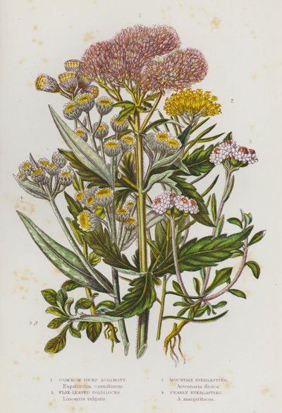 Ison-Britannian kukkivat kasvit: Common Hamp Agrimony, pellavanlehtiset kultakutrit, Mountain Everlasting, Pearly Everlasting (väri litho) tekijältä English School