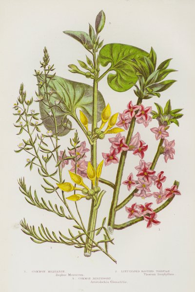 Ison-Britannian kukkivat kasvit: Mezereon, Nukkalehtinen bastard Toadflax, Common Birthwort (väri litho) tekijältä English School