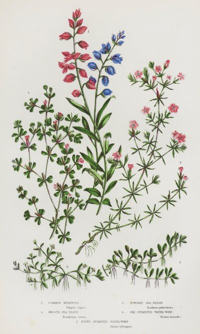 Ison-Britannian kukkivat kasvit: (väriliitossa): Common Milkwort, Smooth Sea-Heath, Powdery Sea-Heath, Six-Stamed Water-Wort, Eight-Stamed Water-Wort (väriliitossa) tekijältä English School
