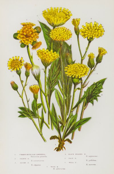 Ison-Britannian kukkivat kasvit: Mouse-Ear Hawkweed, Orange Hawkweed, Alpine Hawkweed, Black Headed Hawkweed, Pale Hawkweed, Wall Hawkweed, Wood Hawkweed (väri litro). tekijältä English School