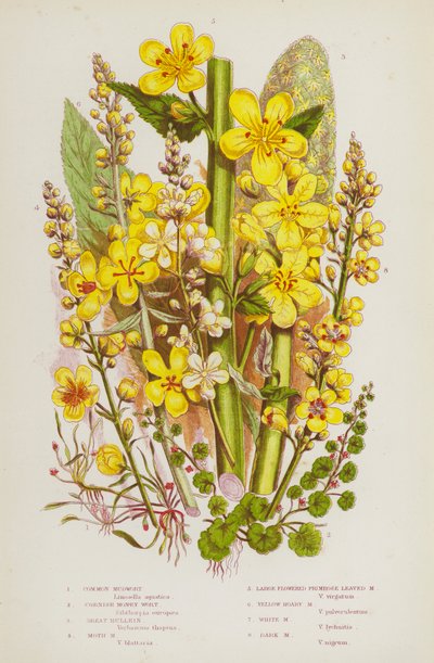 Ison-Britannian kukkivat kasvit: Harillinen mudwort, Cornish Money Wort, Great Mullein, Moth Mudwort, Isokukkainen Primrose Leaved Mudwort, Keltainen Hoary Mudwort, White Mudwort, Dark Mudwort (väri litho) tekijältä English School