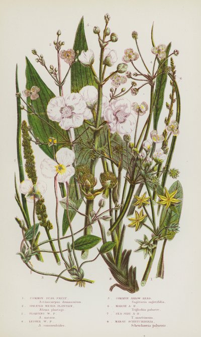 Ison-Britannian kukkivat kasvit: Common Star Fruit, Greater Water Plantain, Floating Water Plantain, Lesser Water Plantain, Common Arrow-Head, Marsh Arrow-Head, Sea-Side Arrow-Head, Marsh Scheuchzeria (väri litho) tekijältä English School