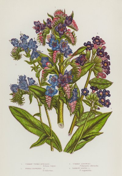 Ison-Britannian kukkivat kasvit: (värilitaatti): Common Vipers Burgloss, Purple Flowered Burgloss, Common Lungwort, Narrow Leaved Lungwort (värilitaatti) tekijältä English School