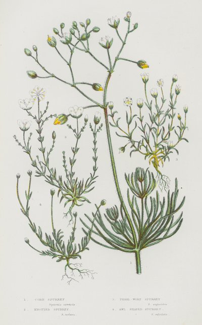 Ison-Britannian kukkivat kasvit: Corn Spurrey, Knotted Spurrey, Pearl-Wort Spurrey, Awl Shaped Spurrey (värilitho) tekijältä English School
