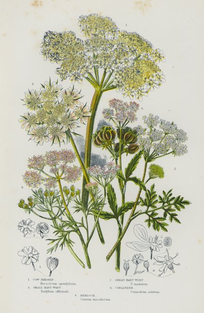 Ison-Britannian kukkivat kasvit: lehmän palsternakka, pieni sydänvierre, suurkuisma, korianteri, hemlock (väri litho) tekijältä English School