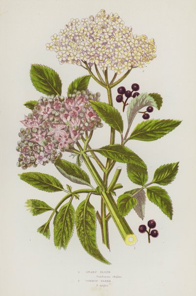 Ison-Britannian kukkivat kasvit: Dwarf Elder, Common Elder (väri litho) tekijältä English School