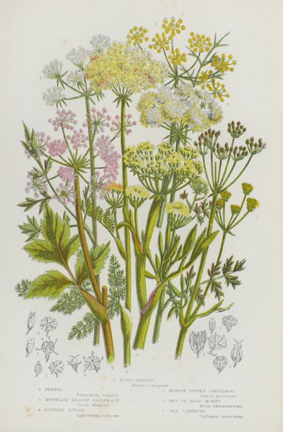 Ison-Britannian kukkivat kasvit: Fools Persilja, Fenkoli, Mountain Meadow Saxifrage, Scottish Lovage, Meadow Pepper Saxifrage, Meu tai Bald-Money, Sea Camphire (väri litho) tekijältä English School