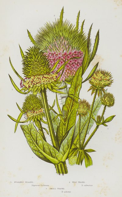 Ison-Britannian kukkivat kasvit: Fullers Teasel, Wild Teasel, Small Teasel (väri litho) tekijältä English School