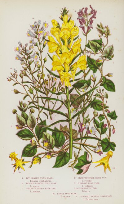 Ison-Britannian kukkivat kasvit: Ivy-Leaved Toad Flax, Round-Leaved Toad Flax, Sharp Pointed Fluellin, Creeping Pale Blue Toad Flax, Yellow Toad Flax, Flowers of Var, Least Toad Flax, Upright Purple Toad Flax (värilitro). tekijältä English School