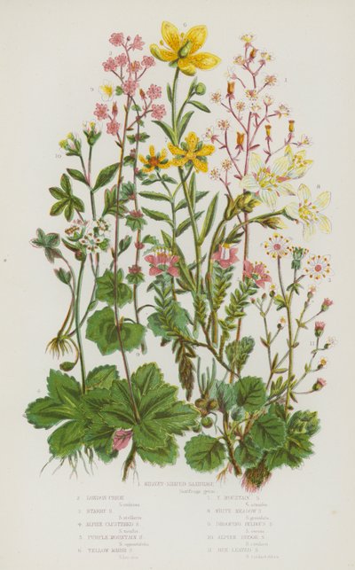 Ison-Britannian kukkivat kasvit: Munuaismuotoinen saksifrage, London Pride, Starry Saxifrage, Alpine Clustered Saxifrage, Purple Mountain Saxifrage, Yellow Marsh Saxifrage, Yellow Mountain Saxifrage, White Meadow Saxifrage, Rooping Bulbous Saxifrage, Alpin tekijältä English School