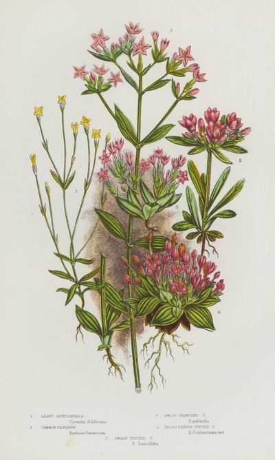 Ison-Britannian kukkivat kasvit: Vähiten Gentianella, Common Centaury, Dwarf Branched Centaury, Broad Leaved Tufted Centaury, Dwarf Tufted Centaury (väri litho) tekijältä English School