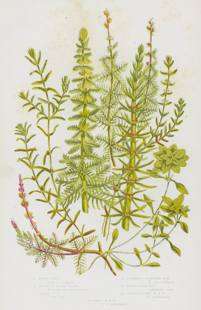 Ison-Britannian kukkivat kasvit: Mares Tall, Worlled Water Milfoil, Spiked Water Milfoil, Vaihtoehtoinen kukkainen Water Milfoil, Water Star-Wort, Pedunculated Water Star Wort, Autumnal Water Sort Wort (väri litho) tekijältä English School