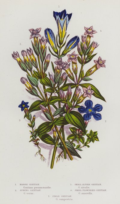 Ison-Britannian kukkivat kasvit: Gentian (värilitra): Suo-engian, kevät-engian, pieni alppi-engian, pieni kukka-engian, pelto-engian (värilitra). tekijältä English School