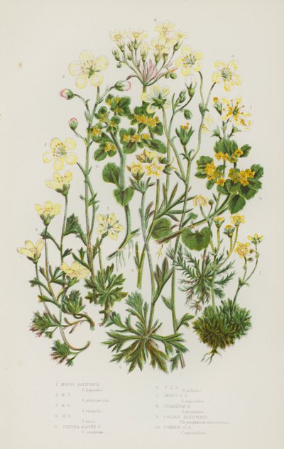 Ison-Britannian kukkivat kasvit: Mossy Saxifrage, Mossy Saxifrage, Mossy Saxifrage, Mossy Saxifrage, Tufted Alpine Saxifrage, Tufted Alpine Saxifrage, Mossy Alpine Saxifrage, Geranium Saxifrage, Golden Saxihofrage tekijältä English School