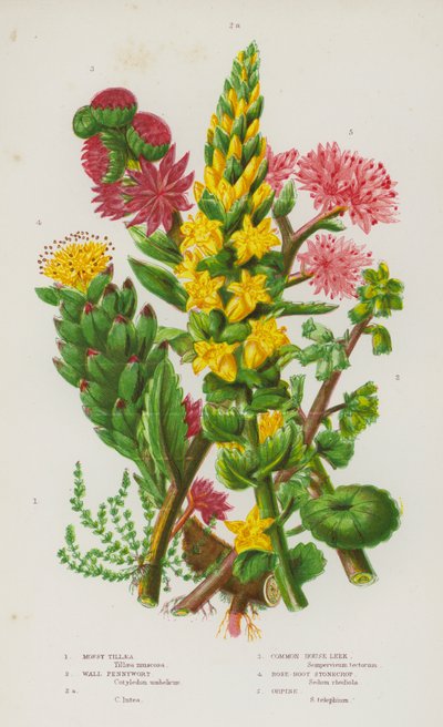 Ison-Britannian kukkivat kasvit: Mossy Tillaea, Wall Pennywort, Wall Pennywort, Common House Leek, Rose-Root Stonecrop, Orpine (väri litho) tekijältä English School