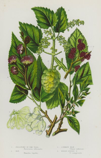 Ison-Britannian kukkivat kasvit: Pellitory of the Wall, Hop, Common Elm, Broad-Leaved Elm (väriliitossa). tekijältä English School