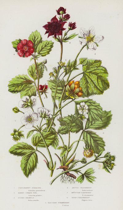 Ison-Britannian kukkivat kasvit: Sibbaldia, Marsh Cinque Foil, Stone Bramble, Arctic Raspberry, Mountain Raspberry, Wood Strawberry, Hautboy Strawberry (värilitro). tekijältä English School
