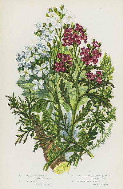 Ison-Britannian kukkivat kasvit: Purple Sea Rocket, Sea Kale, Wart Cress tai Swines Cress, Lesser Wart Cress (väri litho) tekijältä English School
