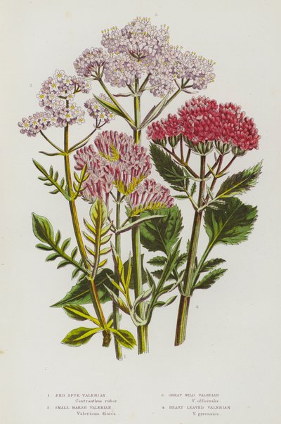 Ison-Britannian kukkivat kasvit: Red Spur Valerian, Small Marsh Valerian, Great Wild Valerian, Heart Leaved Valerian (väri litho) tekijältä English School