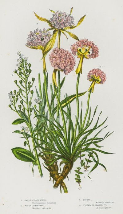 Ison-Britannian kukkivat kasvit: Pieni akana, vesipiippu, Thrift, plantain Leaved Thrift (väri litho) tekijältä English School