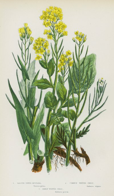 Ison-Britannian kukkivat kasvit: Smooth Tower Sinappi, Common Winter Cress, Early Winter Cress (väri litho) tekijältä English School
